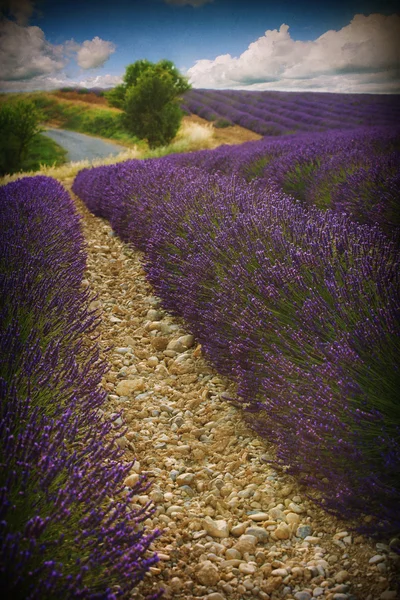 Campo de lavanda — Fotografia de Stock