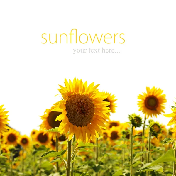 Sonnenblumen — Stockfoto