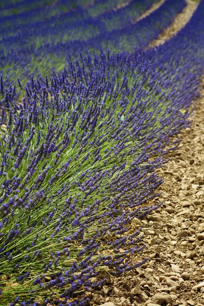 Campo di lavanda — Foto Stock