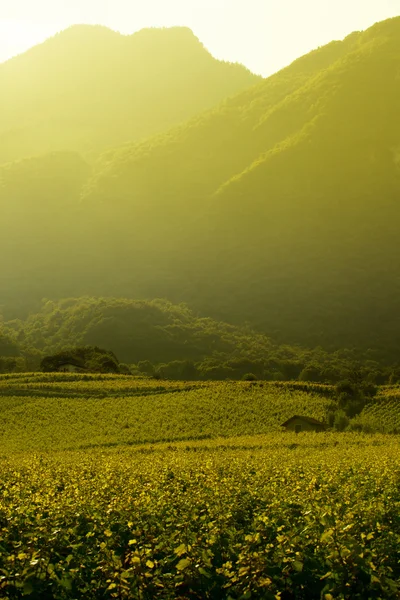 Beautiful vineyard landscape in Provence — Stock Photo, Image