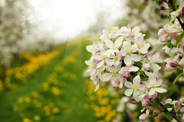 Jardin de pommes fleuries au printemps — Photo