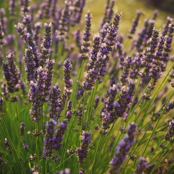 Campo di lavanda — Foto Stock