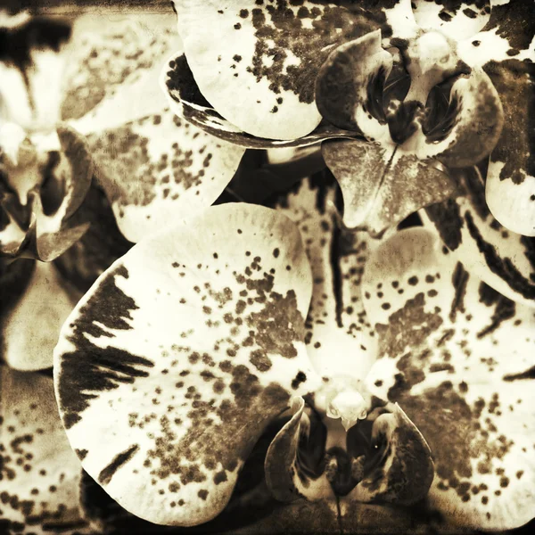 Orchidea — Foto Stock