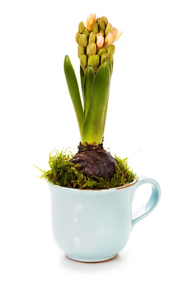 Growing spring flower in a cup (spring concept) — Stock Photo, Image