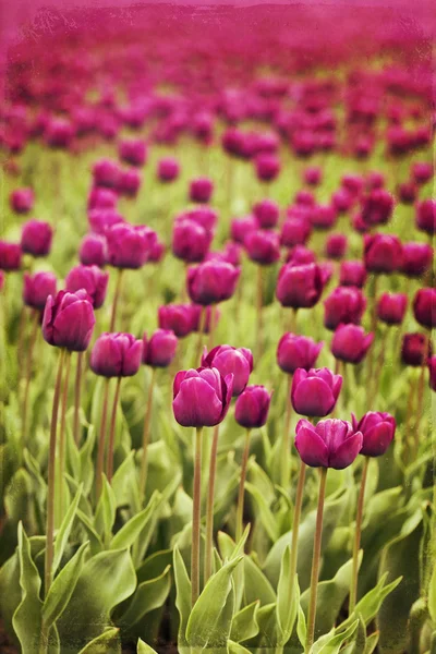 Tulpen — Stockfoto