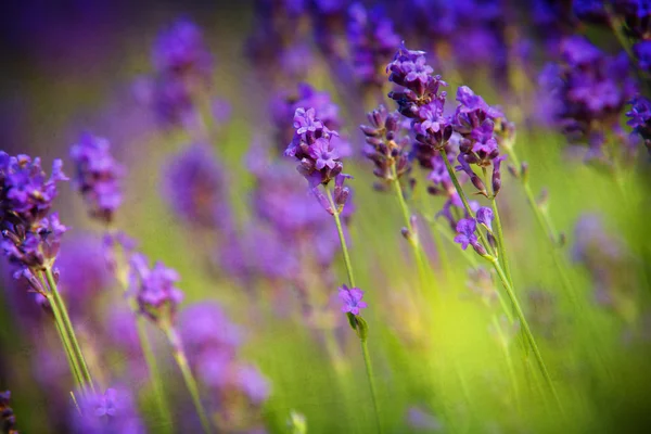 Flores de lavanda — Fotografia de Stock