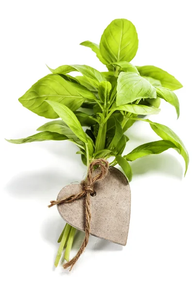 Basil leaves — Stock Photo, Image