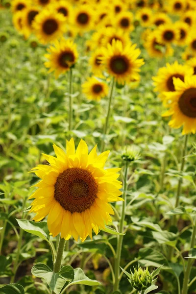 Girasoles —  Fotos de Stock