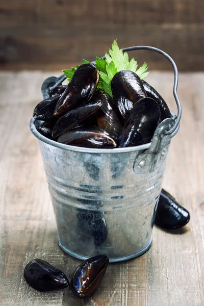 Frische Miesmuscheln zum Kochen bereit — Stockfoto