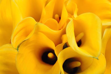 güzel calla Lily buket