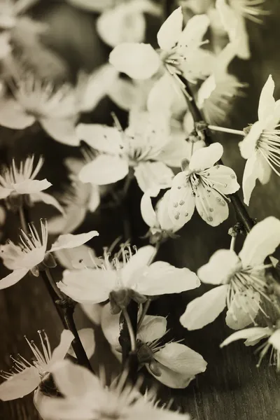 Floraison printanière — Photo