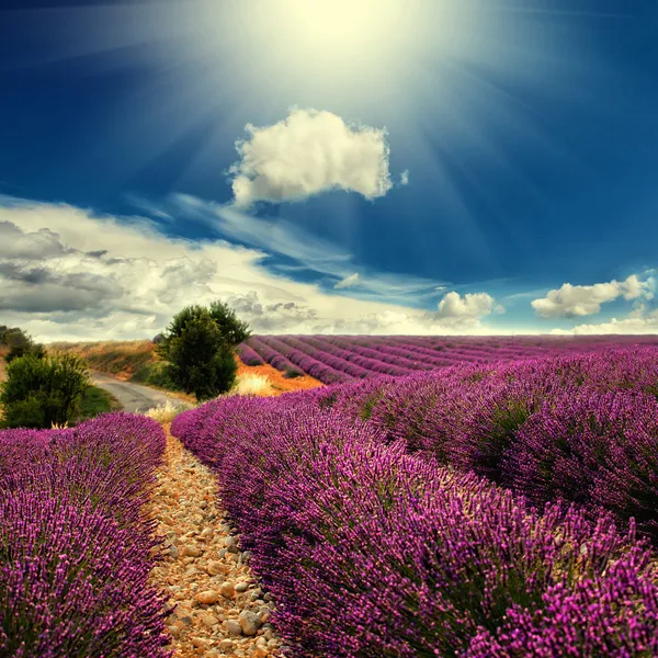 Campo di lavanda — Foto Stock