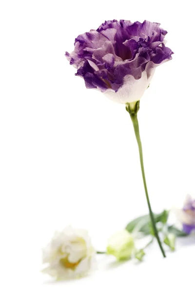 Fiori di eustoma bianchi e viola — Foto Stock