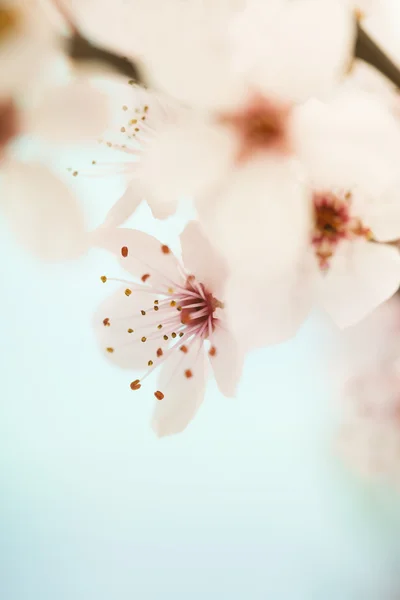 Pink cherry blossom — Stock Photo, Image