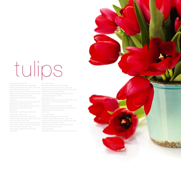 Rote Tulpen — Stockfoto