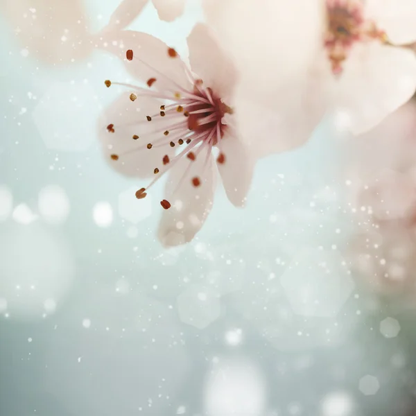 Fiore di ciliegio rosa — Foto Stock