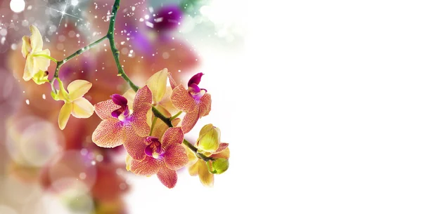 Orchideenblume — Stockfoto