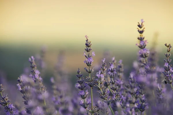 Campo de lavanda — Fotografia de Stock