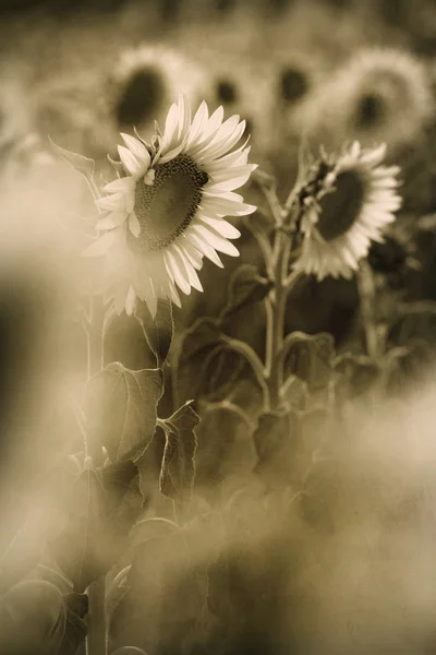 Sonnenblumen — Stockfoto