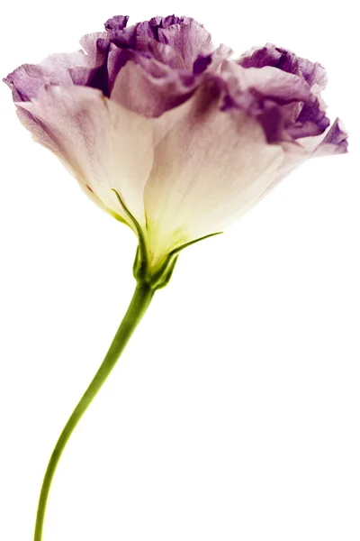 Flores brancas e roxas de eustoma — Fotografia de Stock