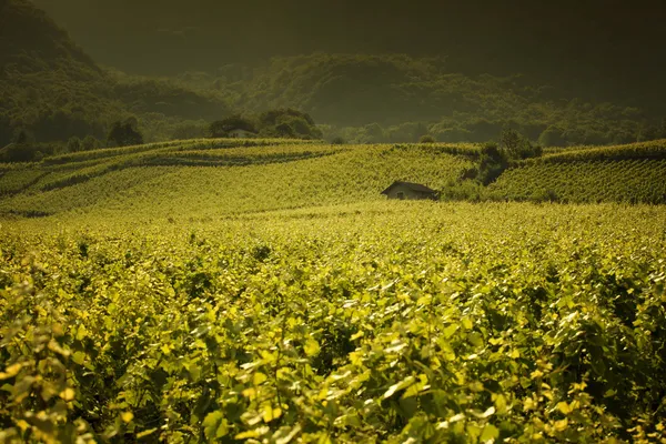 Beautiful vineyard landscape in Provence — Stock Photo, Image