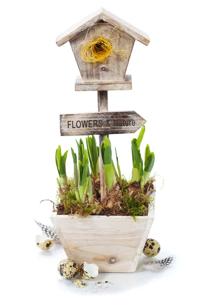 Σε δοχείο daffodils και λίγο birdhouse — Φωτογραφία Αρχείου