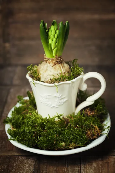 Cultivando flor de primavera en una taza — Foto de Stock