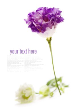 eustoma beyaz ve mor çiçekler