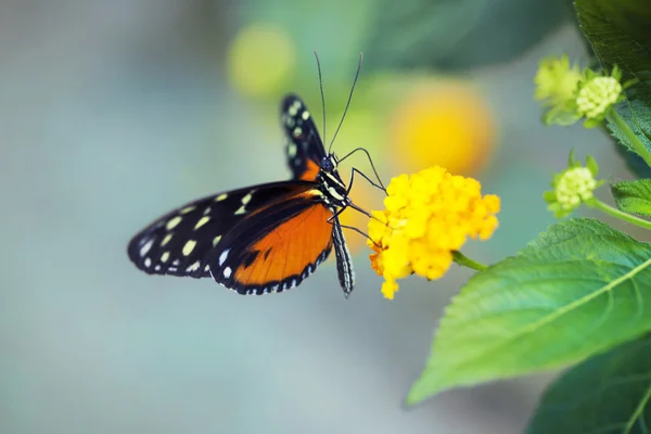 Borboleta monarca — Fotografia de Stock