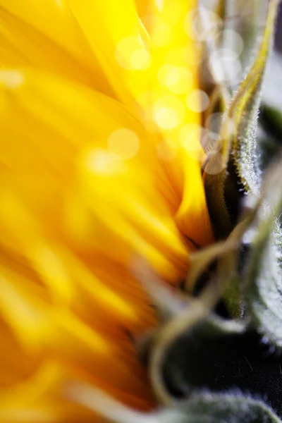 Sunflowers — Stock Photo, Image