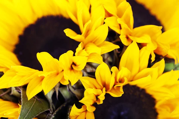 Sonnenblumen — Stockfoto