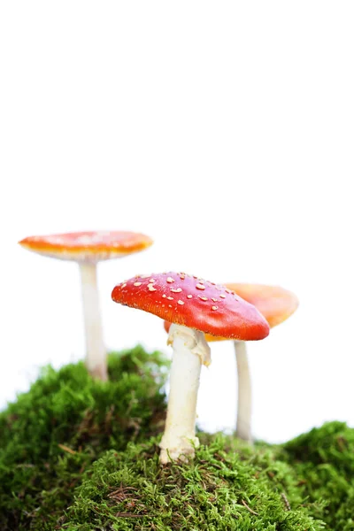 Fly agaric or fly Amanita mushroom — Stock Photo, Image