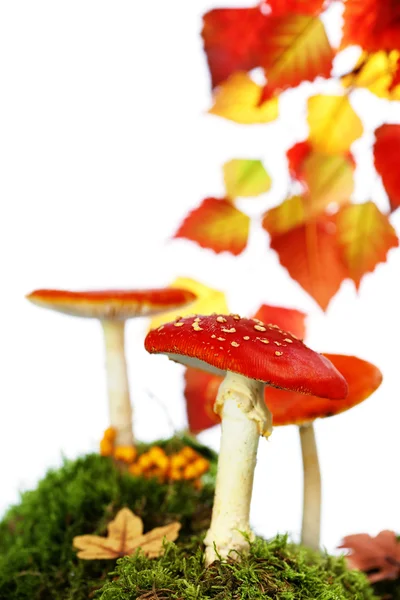 Fly agaric or fly Amanita mushroom — Stock Photo, Image