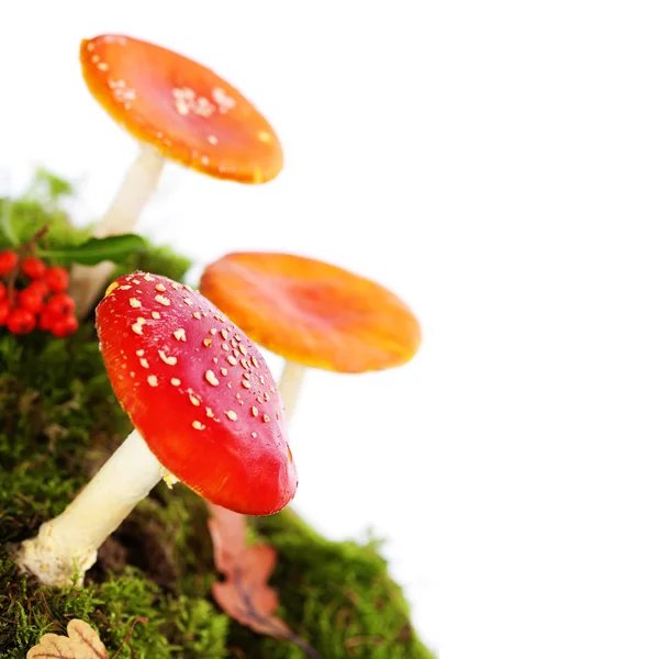 Fly agaric or fly Amanita mushroom — Stock Photo, Image