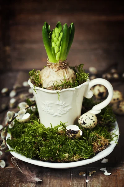 Groeiende voorjaar bloem in een kopje — Stockfoto