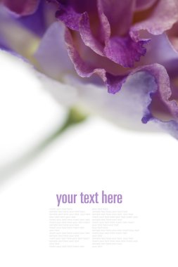 eustoma beyaz ve mor çiçekler 