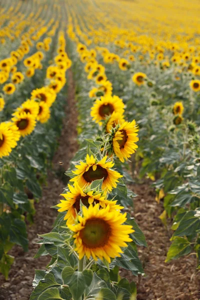 Sunflowers — Stock Photo, Image