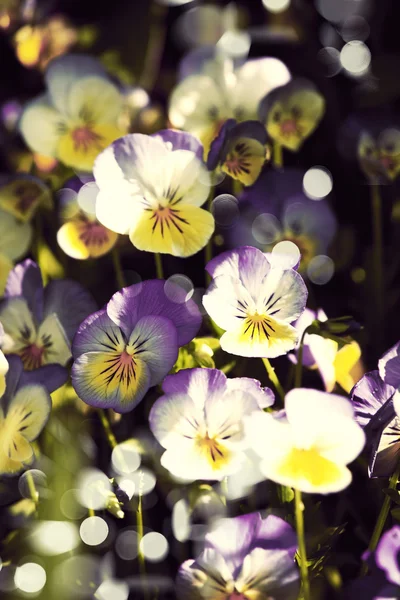 Pansy flores —  Fotos de Stock