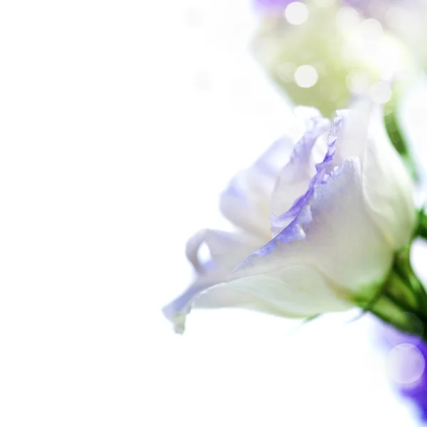 Weiße und violette Eustoma-Blüten — Stockfoto