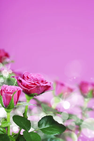 Pink roses — Stock Photo, Image