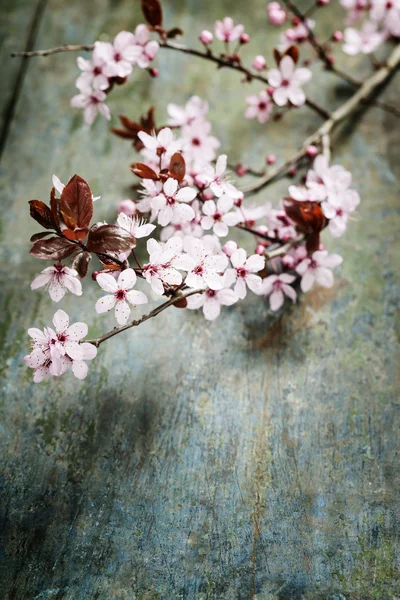 Wiosna wiśnia kwiaty — Zdjęcie stockowe
