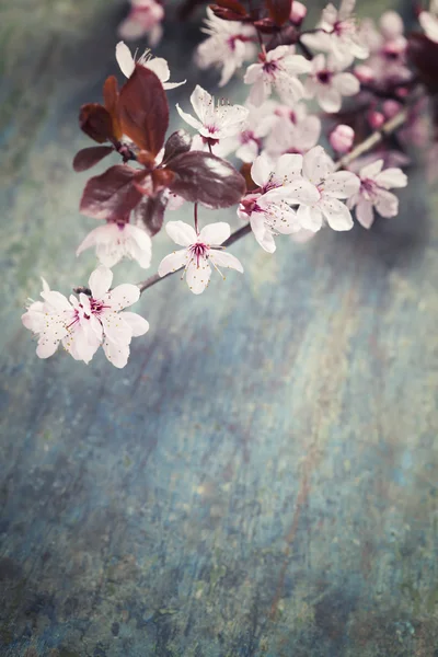 Våren körsbär blommar — Stockfoto