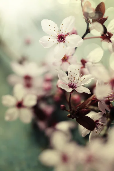 Våren körsbär blommar — Stockfoto