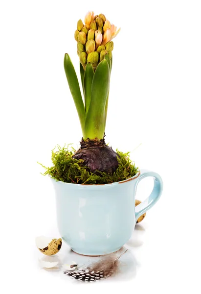 Crecimiento de la flor de primavera en una taza (concepto de primavera ) —  Fotos de Stock