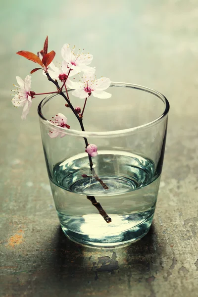 Kirschblüten im Frühling — Stockfoto