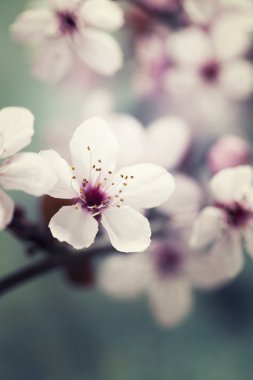 kiraz çiçekleri bahar
