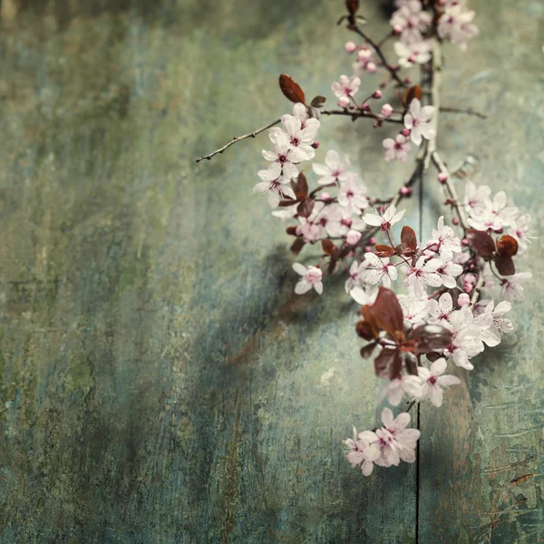 Κεράσι άνθη την άνοιξη — Φωτογραφία Αρχείου