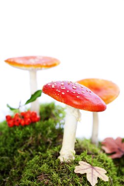  sinek agaric veya sinek amanita mantar