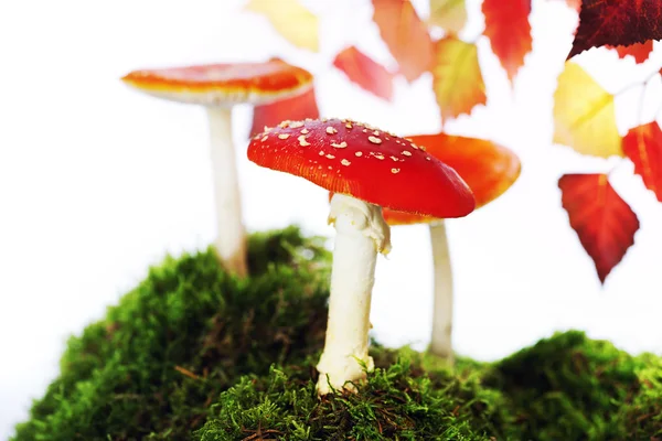 Fly agaric or fly Amanita mushroom — Stock Photo, Image