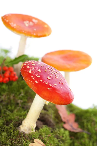 Fly agaric or fly Amanita mushroom — Stock Photo, Image